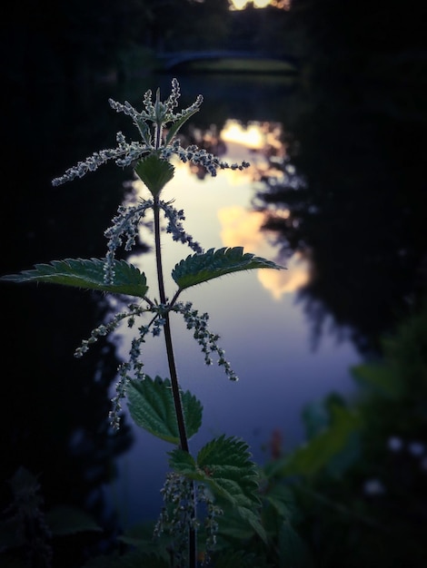 Szałwia April Night naturalny sposób na relaks